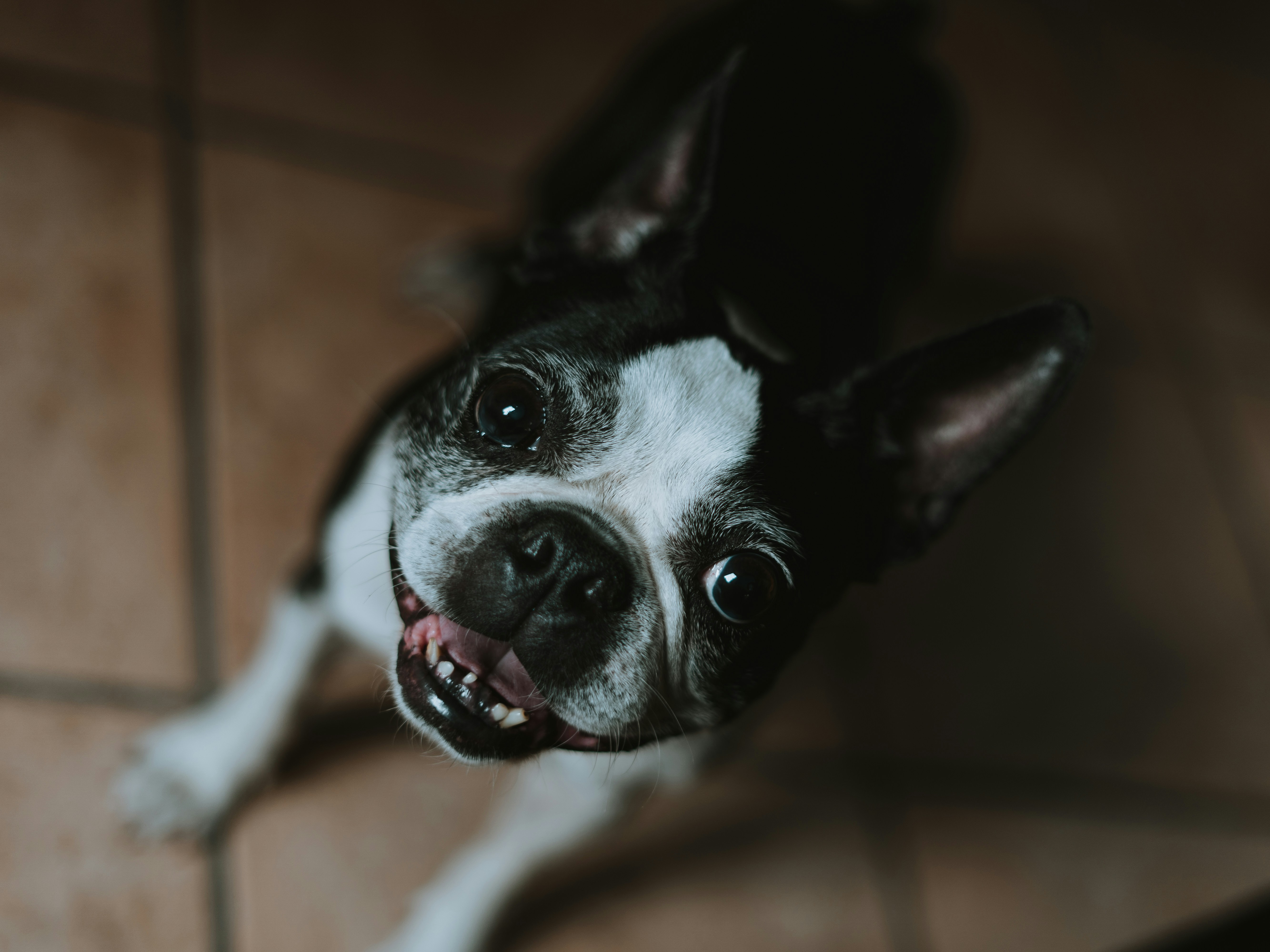 How to Keep Your Dog’s Teeth Healthy