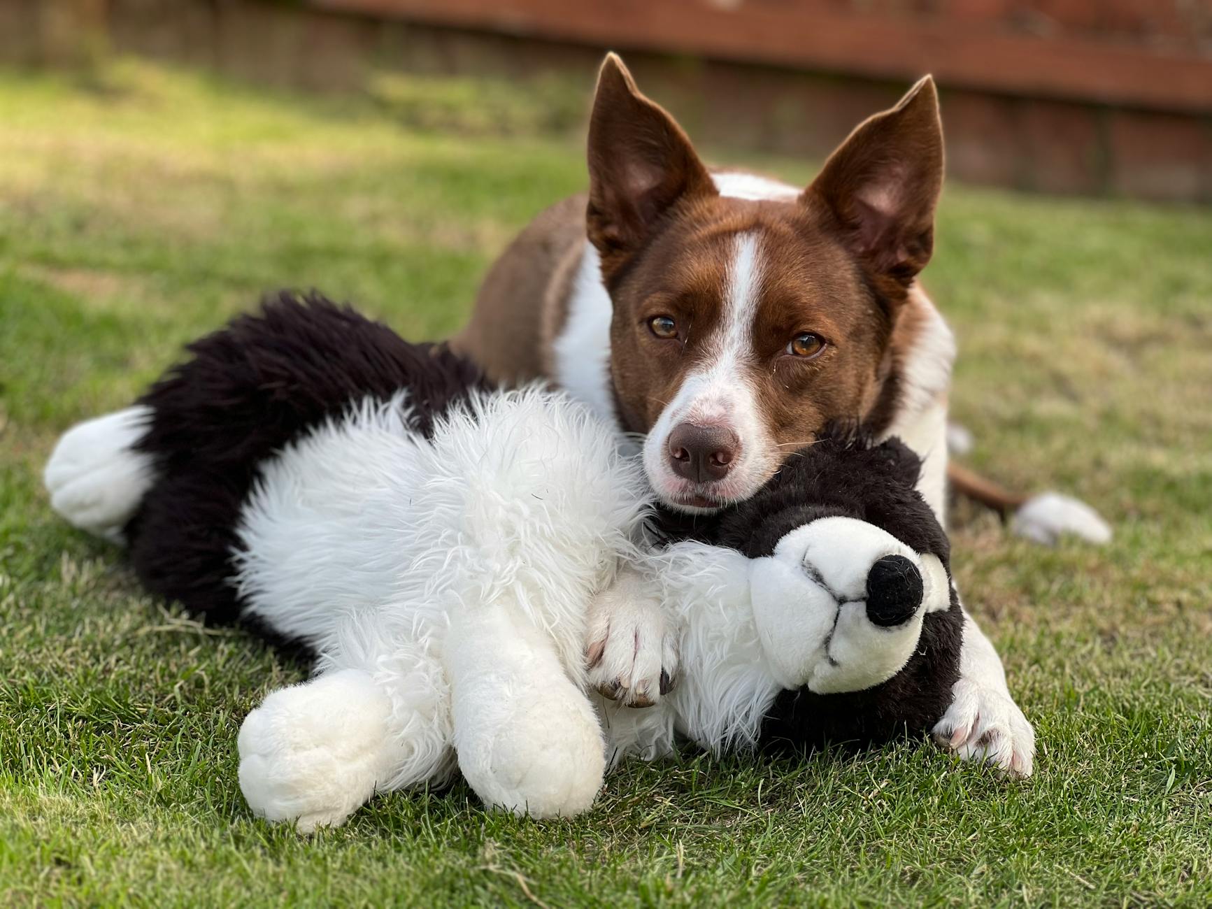 The Best Toys For Keeping Dogs Engaged