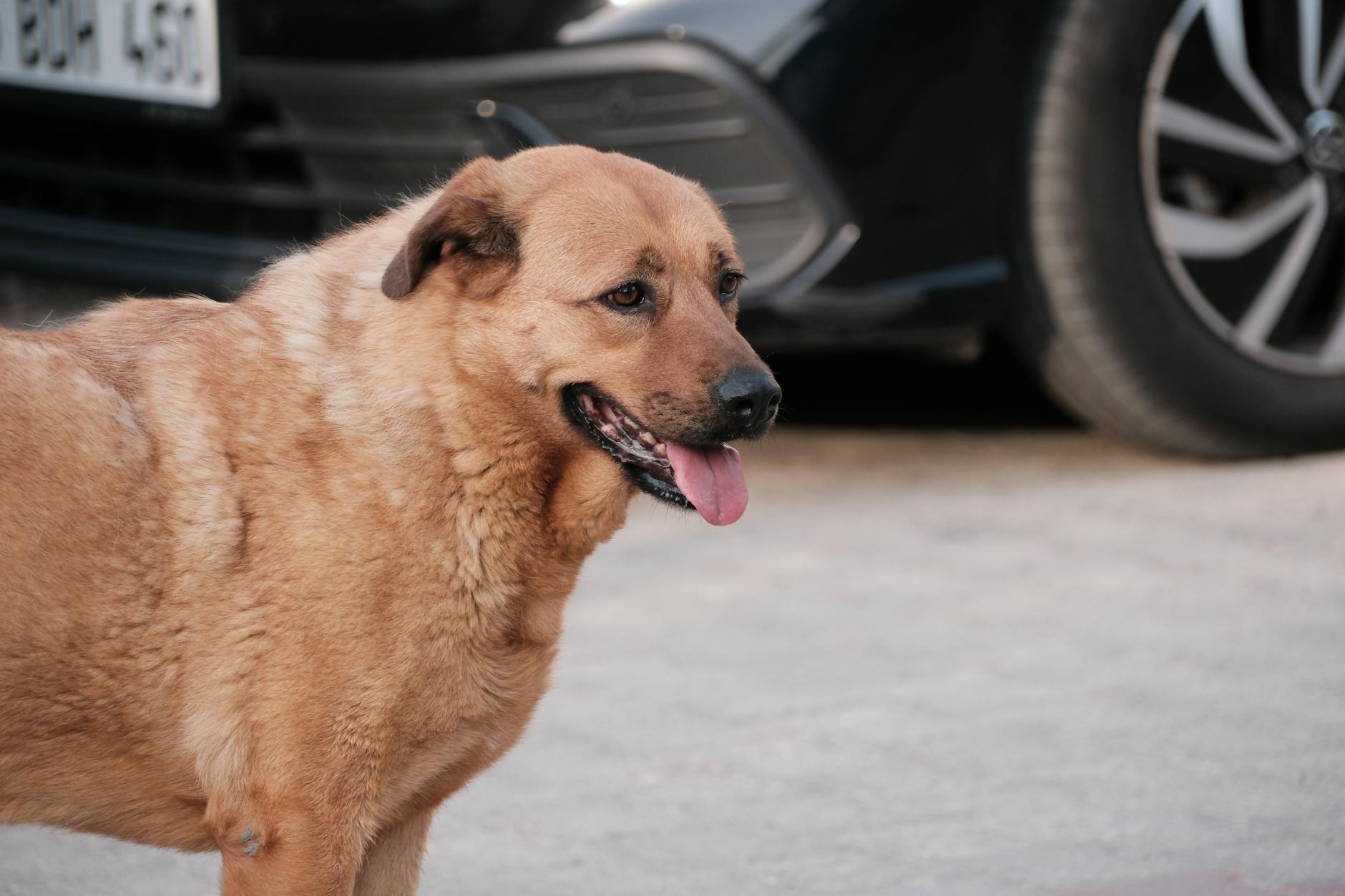 Common Dog Health Issues To Watch Out For